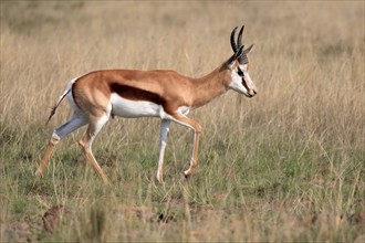 Springbok (Antidorcas marsupialis), adult, male, foraging, running, Mountain Zebra National Park,