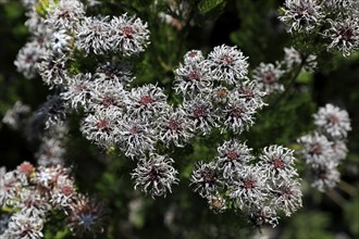 Serruria fucifolia (Serruria fucifolia), flowers, flowering, bush, fynbos, Kirstenbosch Botanical