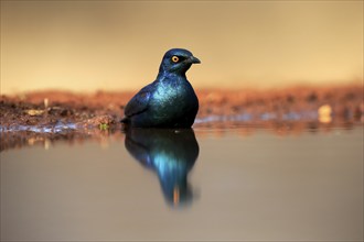 Red-shouldered Glossy Starling (Lamprotornis nitens), adult, in the water, bathing, Kruger National