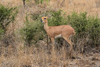 Steenbok (Raphicerus campestris), adult, male, feeding, vigilant, dwarf antelope, Kruger National