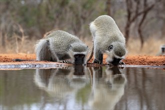 Vervet Monkey (Chlorocebus pygerythrus), adult, two animals, drinking, at the water, Kruger