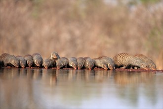 Zebra mongoose (Mungos mungo), adult, group, at the water, drinking, Kruger National Park, Kruger