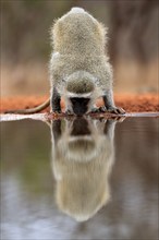 Vervet Monkey (Chlorocebus pygerythrus), adult, drinking, at the water, Kruger National Park,