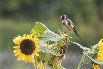 A goldfinch (Carduelis carduelis) sitting on a sunflower in the countryside, eating a sunflower