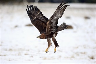 Golden eagle (Aquila chrysaetos), adult flying, in the snow, in winter, Zdarske Vrchy,