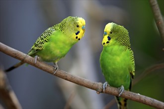 Budgerigar (Melopsittacus undulatus), adult, male, Alice Springs, Northern Territory, Australia,