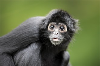 Brown-headed spider monkey, (Ateles fusciceps robustus), adult, portrait, attentive, South America