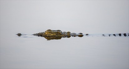 Nile crocodile (Crocodylus niloticus) in the water with reflection, Sunset Dam, Kruger National