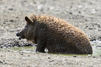 Woolly pig or Mangalica pig in the wallow, Hungary, Europe