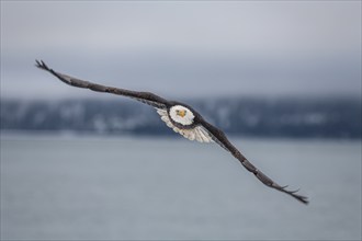 Bald eagle, Haliaeetus leucocephalus, flying, adult, winter, Homer, Alaska, USA, North America