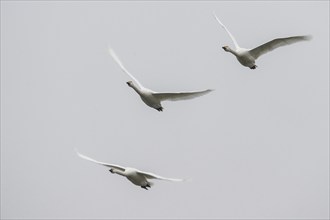 Tundra swans (Cygnus bewickii), flying, Emsland, Lower Saxony, Germany, Europe