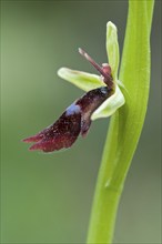 Fly orchid (Ophrys insectifera), Lower Saxony, Germany, Europe