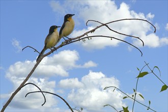 Couple of Black capped Donacobius, Donacobius atricapilla, Amazon Basin, Brazil, South America