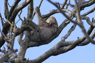 Brown throated Three toed Sloth, Bradypus variegatus, in a tree, Amazon basin, Brazil, South