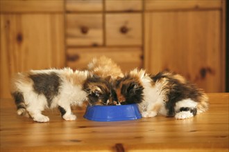 Persian cat, long-haired cat, kittens at the outdoor bowl