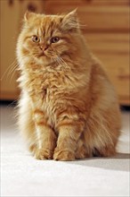 Persian cat, long-haired cat