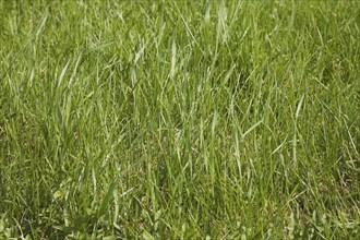 Close-up of neglected and in need of mowing Poa pratensis Kentucky bluegrass lawn in spring,