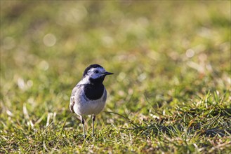 Close up at an White wagtail (Motacilla alba) on a grass meadow