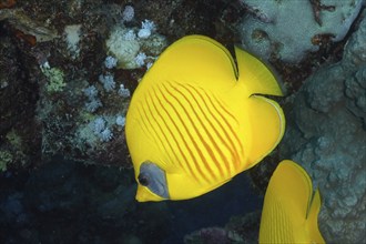 Bluecheek butterflyfish (Chaetodon semilarvatus), dive site Marsa Shona Reef, Egypt, Red Sea,