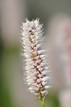 Meadow knotweed (Bistorta officinalis, Persicaria bistorta), inflorescence, North Rhine-Westphalia,