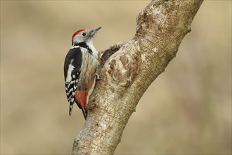 Middle spotted woodpecker (Dendrocopos medius) sitting at a water pot in a tree trunk, Animals,