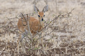 Steenbok (Raphicerus campestris), adult female feeding on leaves, facing camera, foraging, Kruger