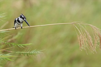 Pied kingfisher (Ceryle rudis), male, perched on a reed stem, overlooking the Olifants River, on