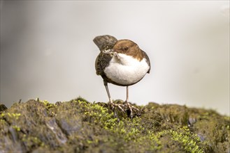 White-throated Dipper (Cinclus cinclus), at a torrent with larvae in its beak,