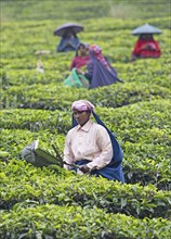 Indian tea picker on a tea plantation, Thekkady, Kerala, India, Asia