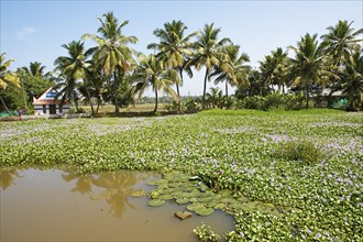 Water hyacinths (Pontederia subg. Eichhornia) blooming on a river in the canal system of the