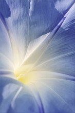 Three-colored morning glory (Ipomoea tricolor), detail of the flower, native to Mexico, ornamental