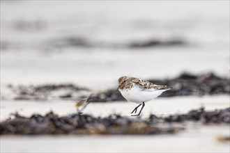 Little stint (Calidris minuta), adult bird walking on the beach, Varanger, Finnmark, Norway, Europe