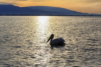 Single Dalmatian Pelican (Pelecanus crispus) swimming in Lake Kerkini, Lake Kerkini, morning mood,