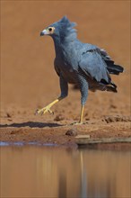 Cave harrier, Polyboroides typus), goshawk family, Morgan Kunda lodge / road to Kat, Jajari, North