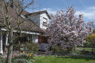 Blooming magnolias (Magnolia) in a garden, Bavaria, Germany, Europe