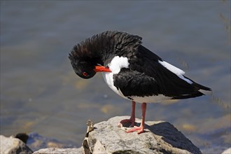 Oystercatcher (Haematopus ostralegus) standing on a stone and preening its feathers, plumage care,