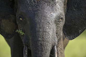 African forest elephant (Loxodonta cyclotis) in Loango National Park, Parc National de Loango,