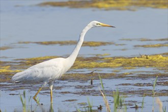 Great egret (Ardea alba) stands at attention in shallow water, Wildlife, Animals, Birds, Heron,