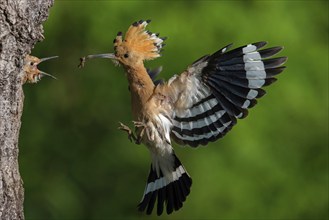 Hoopoe, (Upupa epops, approaching the breeding den, feeding juvenile, family Hoopoes, formerly