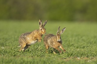 Brown hare (Lepus europaeus) two adult animals running in a farmland cereal field in springtime