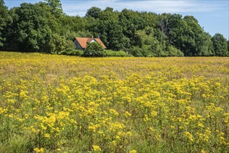 Common Ragwort (Jacobaea vulgaris), highly toxic plant in a meadow in Snogeholm, Sjöbo