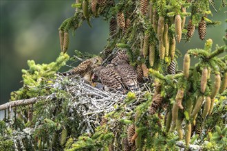 Common kestrel (Falco tinnunculus), female adult bird feeding young birds not yet ready to fly in