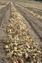 Harvested yellow onions in rows for drying in the field on Ingelstorp, Ystad Municipality, Skåne