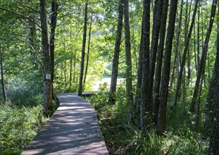 A cycle and hiking trail leads over a footbridge through the marshy wetlands in the south of the