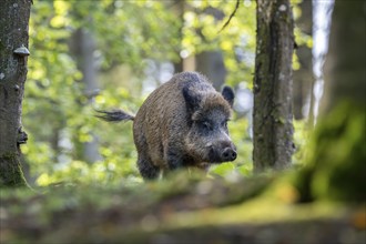 Wild boar (Sus scrofa), Vulkaneifel, Rhineland-Palatinate, Germany, Europe