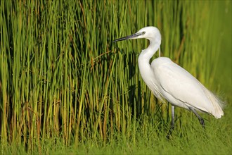 Little egret (Egretta garzetta), Raysut, Salalah, Dhofar, Oman, Asia