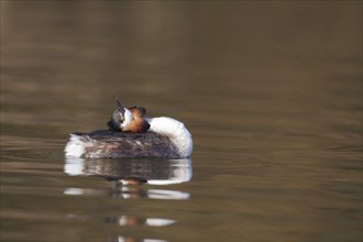 Great crested grebe (Podiceps cristatus) adult bird on a lake, Norfolk, England, United Kingdom,