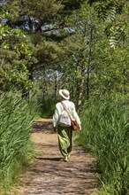 Elderly woman, trees, circular hiking trail, Darßer Ort, Born a. Darß, Mecklenburg-Vorpommern,