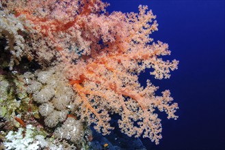 Pink-coloured reddish soft coral (Dendronephthya) growing on steep reef wall Steep wall of coral