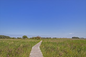 Circular hiking trail, expanse, landscape, grass, Darßer Ort, Born a. Darß, Mecklenburg-Western